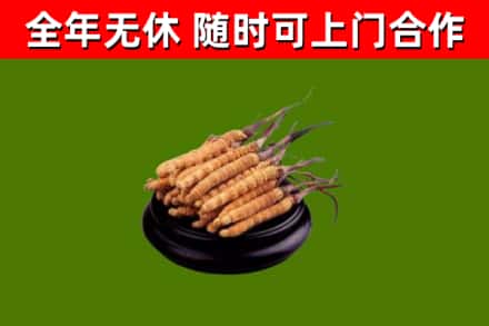 新乐烟酒回收冬虫夏草.jpg