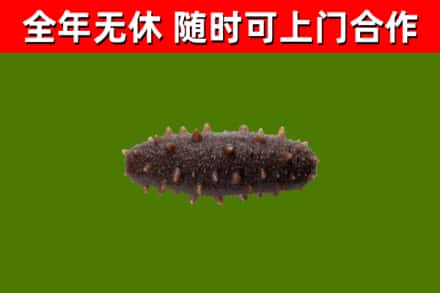 新乐烟酒回收干海参.jpg